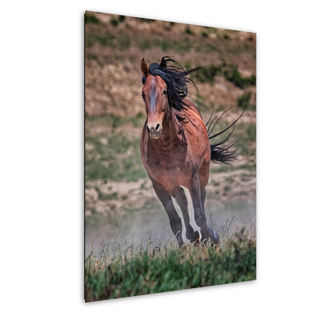 Wild Mustang Wall Art 'Windswept Freedom' - Bay Horse Photography Print - Western Decor