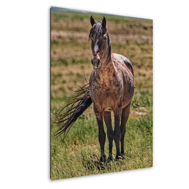 Wild Mustang Wall Art 'Windswept Freedom' - Roan Horse Photography - Western Prairie Decor