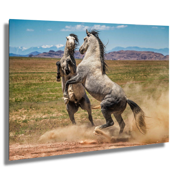 Wild Mustang Wall Art - 'Primal Dance' - Gray Horse Photography Print - Western Mountain Decor