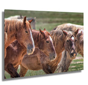 Wild Horse Photography - 'Unspoken Bond' - Western Wall Art - Mustang Herd Canvas Print