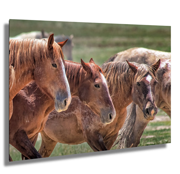 Wild Horse Photography - 'Unspoken Bond' - Western Wall Art - Mustang Herd Canvas Print