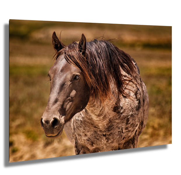 Wild Horse Photography Wall Art 'Sunlit Sentinel' - Dappled Mustang Portrait - Western Decor