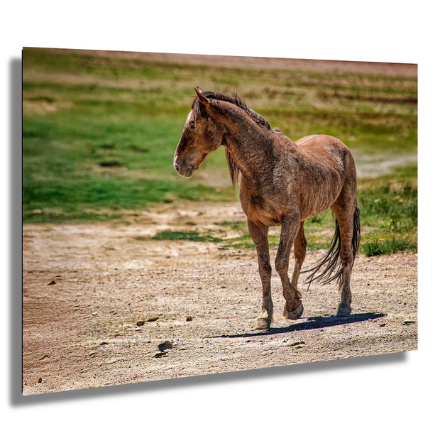 Wild Mustang Wall Art - 'Vigilant Spirit' - Horse Photography Print - Western Wilderness Decor