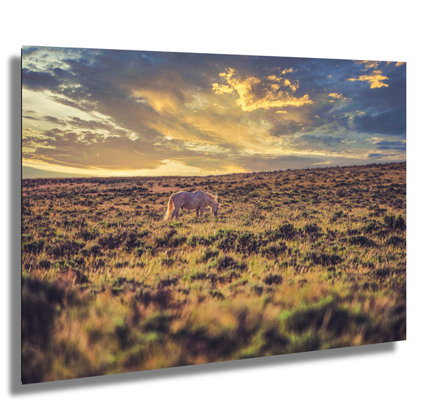 Twilight Solitude - Wild Horse Grazing on Golden Prairie - Western Sunset Photography