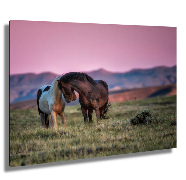 Wild Horse Photography - Tender Moment at Dusk - Western Mustang Wall Art - Equine Canvas