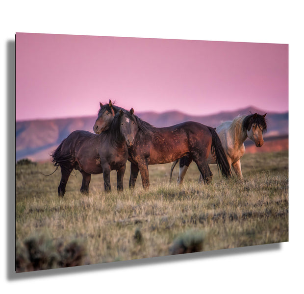 Wild Mustang Wall Art 'Rose Sky Sentinels' - Horse Photography Print - Western Landscape Decor