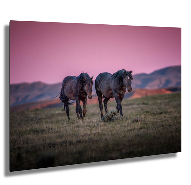 Wild Mustang Wall Art - Dusk Wanderers - Horse Photography Print - Magenta Sky Western Decor