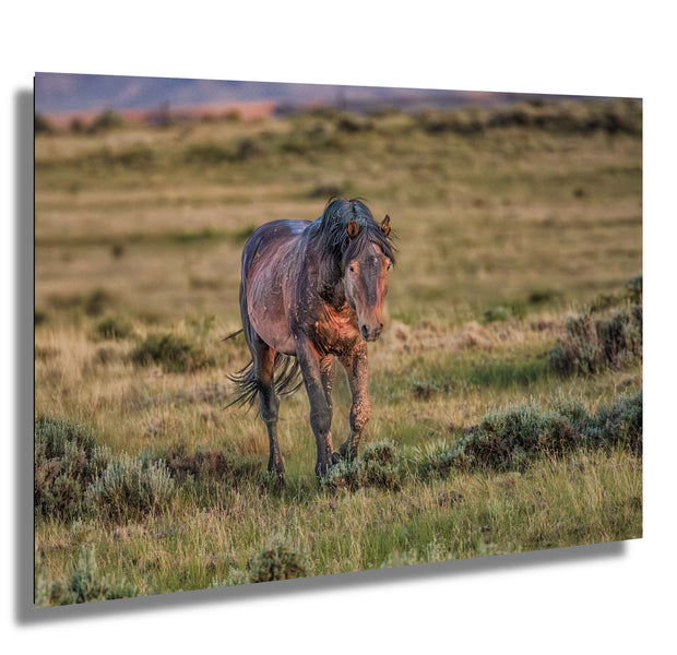 Wild Mustang Wall Art 'Golden Hour Guardian' - Western Horse Photography Print - Rustic Home Decor