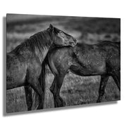 Wild Horse Photography - 'Eternal Bond' Black and White Print - Mustang Wall Art Decor