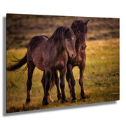 Dark Mustang Duo - Sunset Prairie Horse Photography - Rustic Western Home Decor