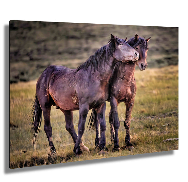 Eternal Bond - Wild Mustang Photography - Western Horse Wall Art - Rustic Home Decor