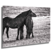 Silent Bond - Black and White Wild Horse Photography - Western Mustang Wall Art