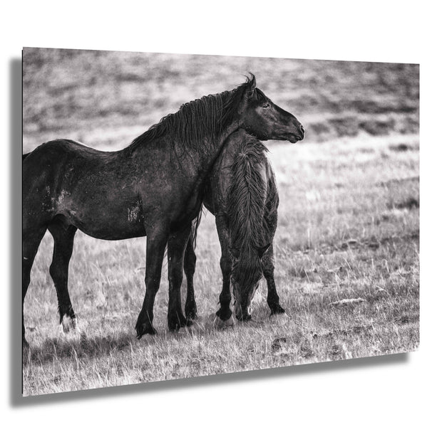 Silent Bond - Black and White Wild Horse Photography - Western Mustang Wall Art
