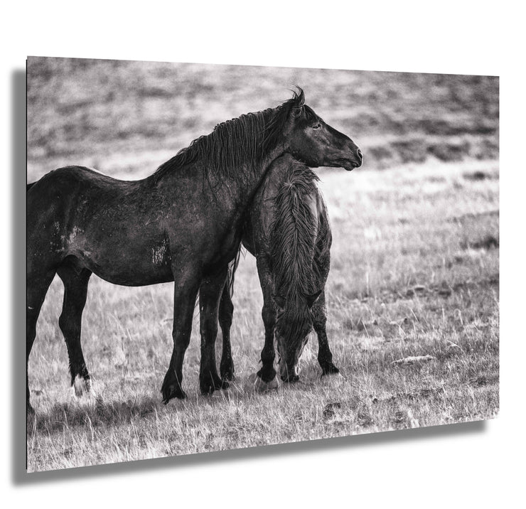 Silent Bond - Black and White Wild Horse Photography - Western Mustang Wall Art
