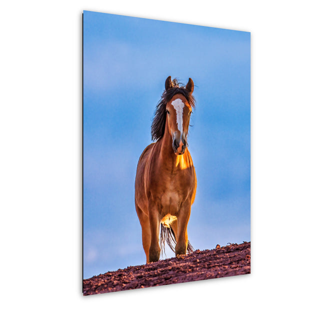 Majestic Mustang Wall Art - Wild Horse at Dusk - Blue Sky Western Photography