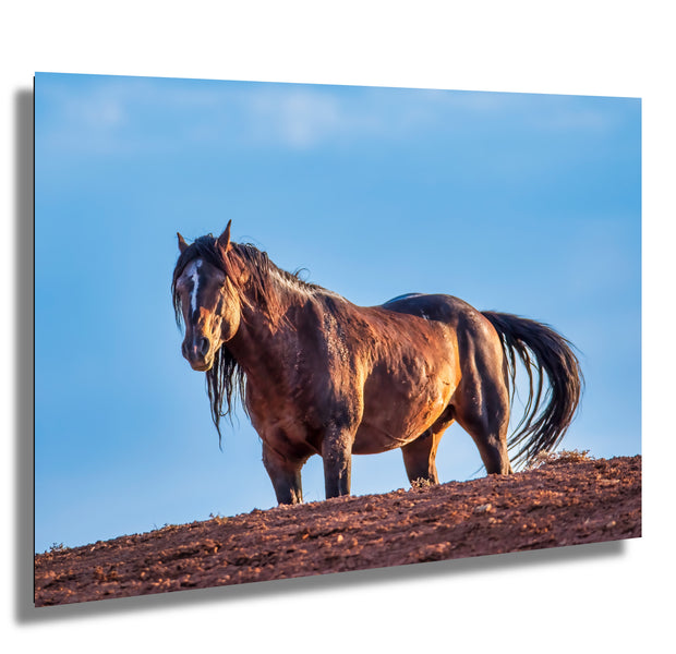 Golden Hour Mustang - Wild Horse Photography - Desert Ridgeline Wall Art - Western Decor