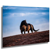Wild Horse Photography Wall Art - Solitary Sentinel - Western Wilderness Horse Canvas Print