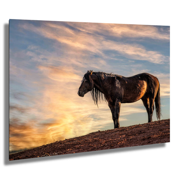 Wild Horse Photography Wall Art - 'Golden Horizon' - Mustang Silhouette Print - Western Decor