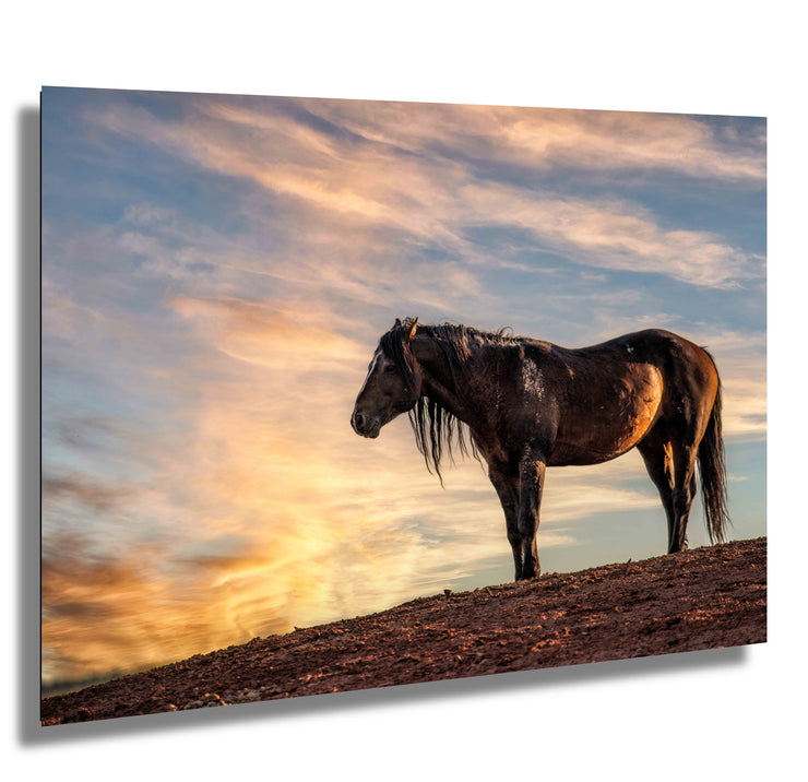 Wild Horse Photography Wall Art - 'Golden Horizon' - Mustang Silhouette Print - Western Decor