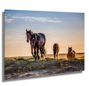 Sunset Journey - Wild Mustang Family Wall Art - Horse Photography Print Canvas Metal Decor