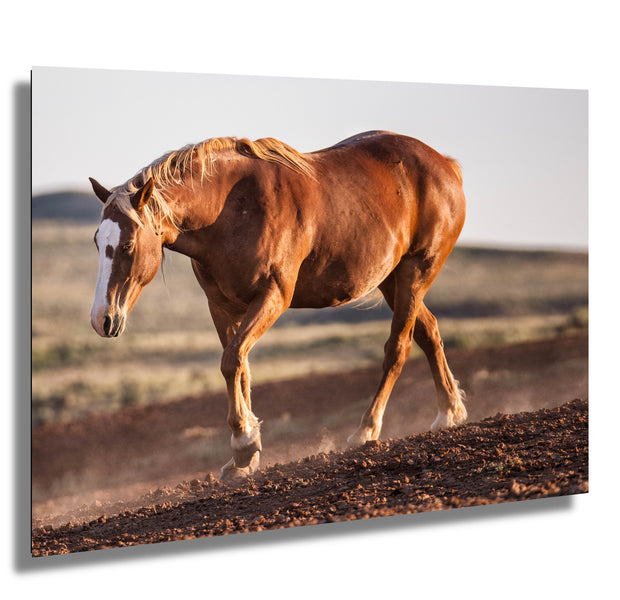Wild Mustang Wall Art 'Sunset Stride' - Chestnut Horse Photography Print - Western Decor