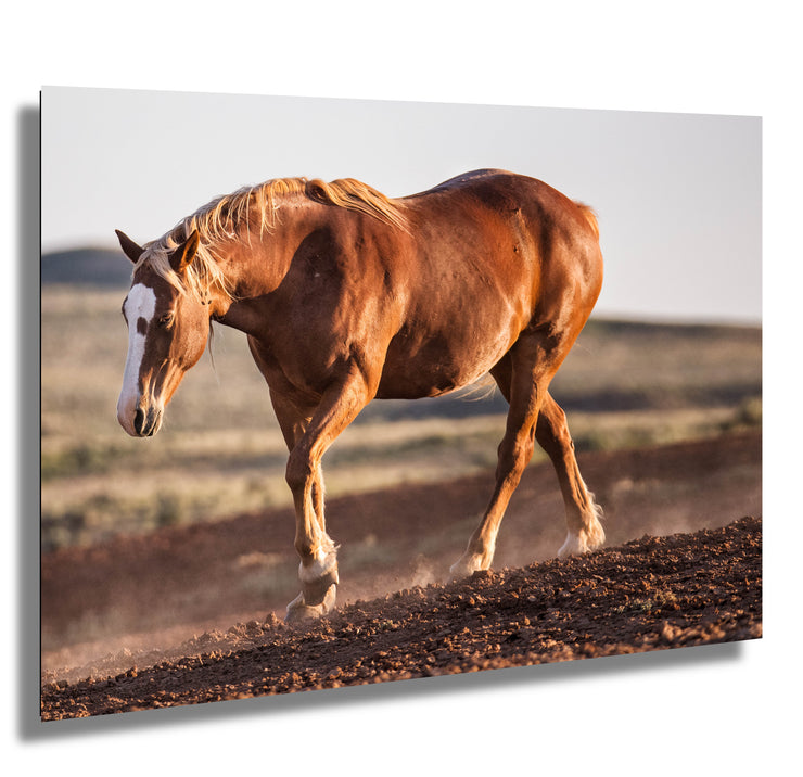 Wild Mustang Wall Art 'Sunset Stride' - Chestnut Horse Photography Print - Western Decor