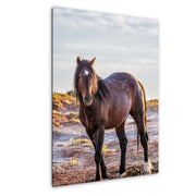 Wild Mustang Wall Art 'Dawn Sentinel' - Horse Photography Print - Western Decor Canvas Metal