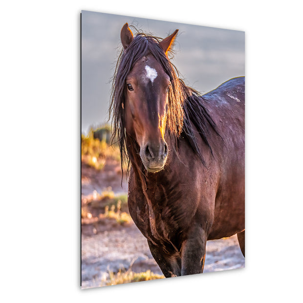 Heart-Marked Mustang - Wild Horse Fine Art Photography - Desert Stallion Wall Art