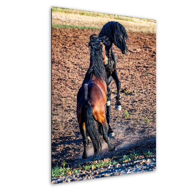 Wild Horse Photography 'Midnight Duel' - Black and Bay Mustang Stallions Canvas Print - Western Decor