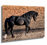 Wild Horse Photography 'Desert Shadow' - Black Stallion Canvas Print - Western Wall Art Decor