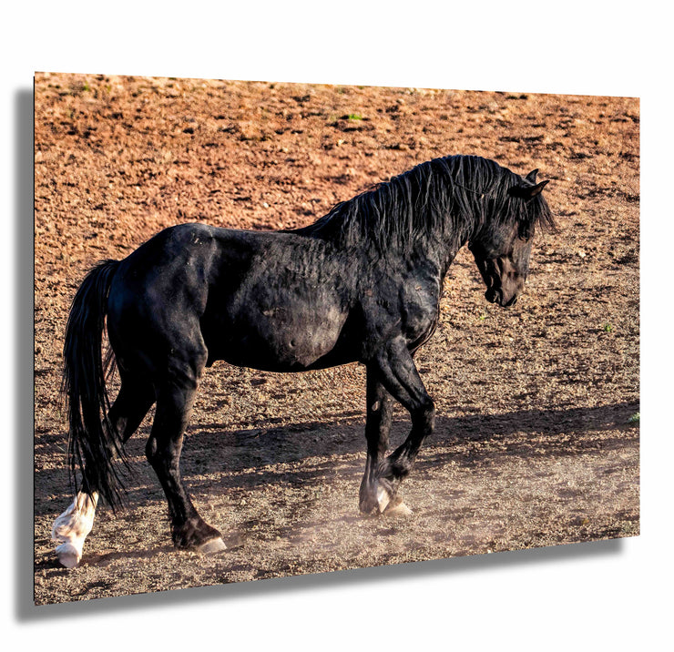 Wild Horse Photography 'Desert Shadow' - Black Stallion Canvas Print - Western Wall Art Decor