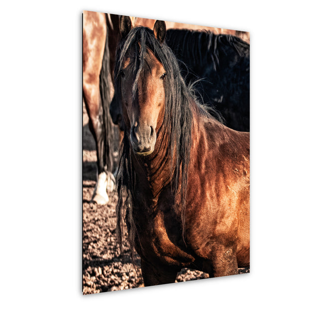 Majestic Mustang Portrait - Copper Bay Horse with Flowing Black Mane - Western Equine Wall Art