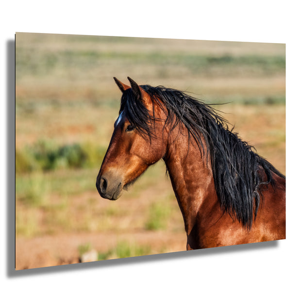 Majestic Mustang Wall Art - Bay Horse with Flowing Black Mane - Western Wildlife Photography