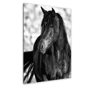 Wild Horse Wall Art "Shadow Stallion" - Black & White Mustang Portrait - Western Photography