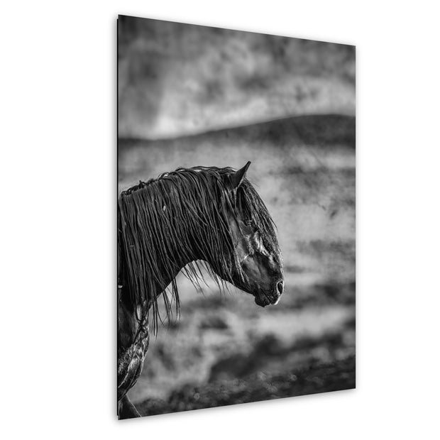 Wild Horse Wall Art "Silent Strength" - Black and White Mustang Profile Fine Art Photography