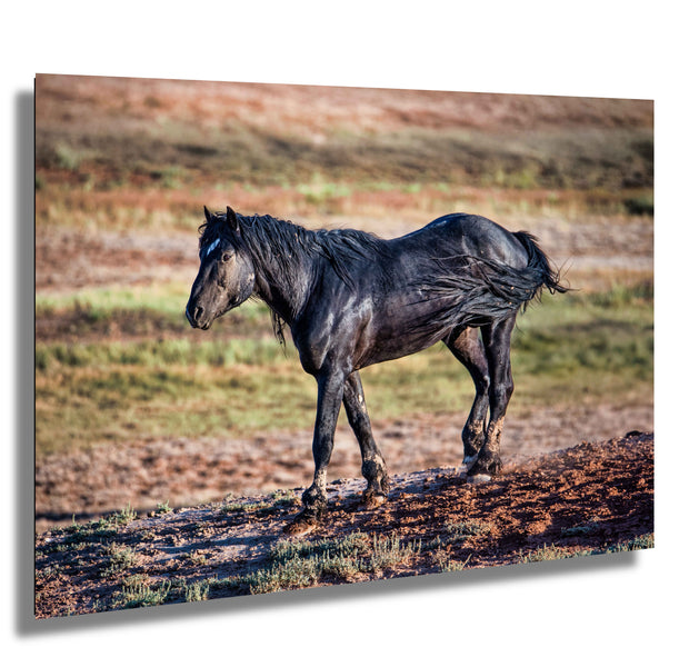 Ebony Spirit - Wild Black Mustang Photography - Desert Freedom Horse Art - Western Decor