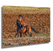 Wild Mustang Photography Wall Art 'Golden Hour Dance' - Horse Print Canvas Western Decor