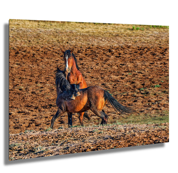 Wild Mustang Photography Wall Art 'Golden Hour Dance' - Horse Print Canvas Western Decor