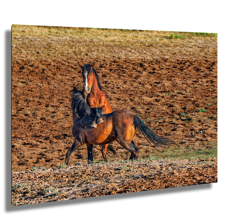 Wild Mustang Photography Wall Art 'Golden Hour Dance' - Horse Print Canvas Western Decor