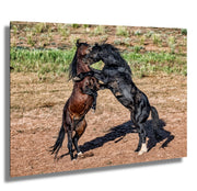Wild Mustang Photography 'Primal Dance' - Black and Bay Stallions Wall Art - Horse Print Canvas Metal