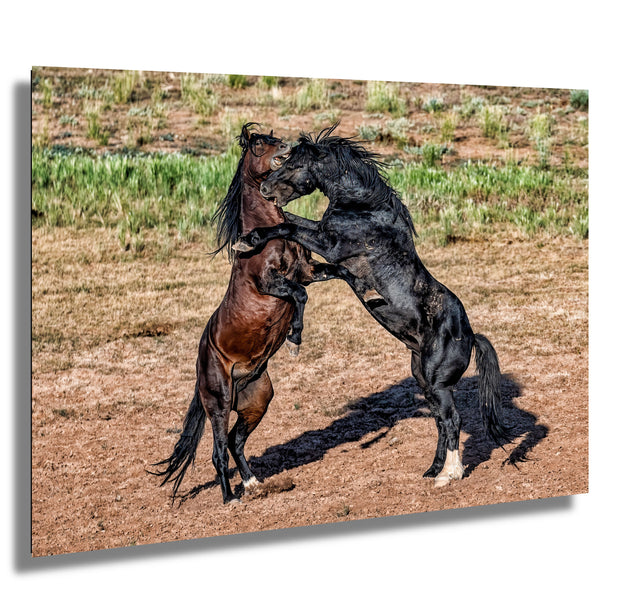 Wild Mustang Photography 'Primal Dance' - Black and Bay Stallions Wall Art - Horse Print Canvas Metal