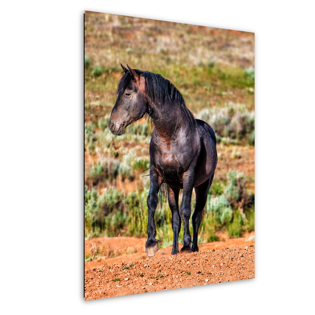Desert Sovereign - Black Mustang Photography - Wild Horse Wall Art - Western Landscape Decor
