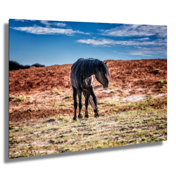 Sentinel of the Desert - Black Mustang Photography - Wild Horse Wall Art - Western Decor