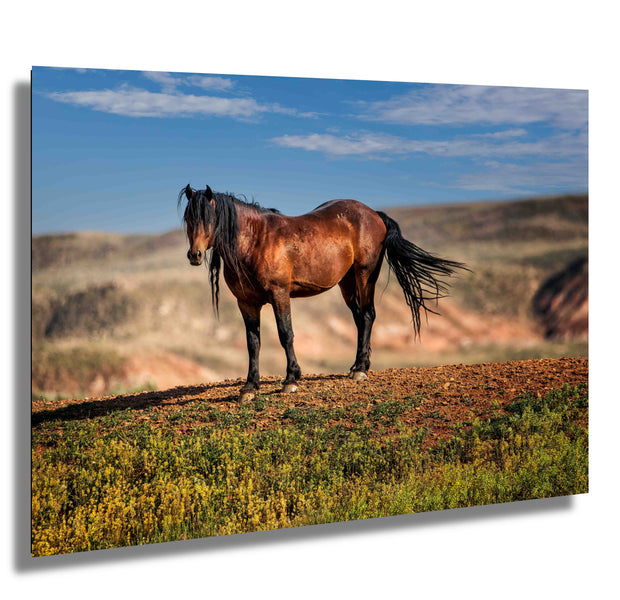 Majestic Wild Mustang Wall Art - Bay Horse on Desert Ridge - Western Wildlife Photography