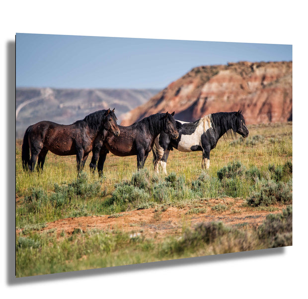 Wild Mustang Trio Wall Art - Red Mesa Guardians - Western Landscape Photography - Home Decor