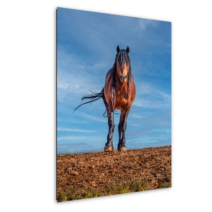 Wild Mustang Wall Art 'Horizon Guardian' - Bay Horse Photography - Western Decor Print Canvas