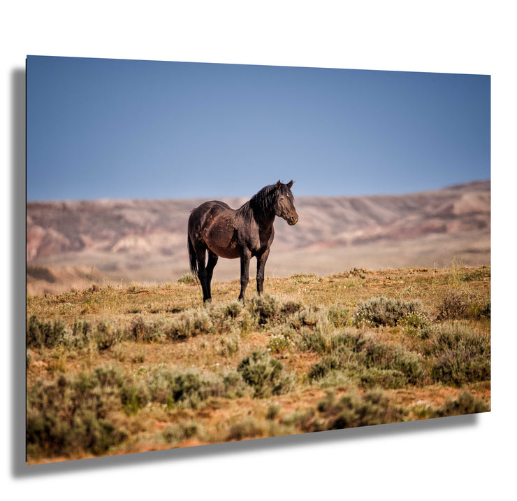 Wild Mustang Photography - 'Solitary Majesty' - Dark Horse Wall Art - Western Desert Decor