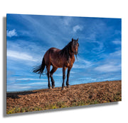 Wild Mustang Photography 'Azure Guardian' - Bay Horse Wall Art - Western Desert Landscape Decor