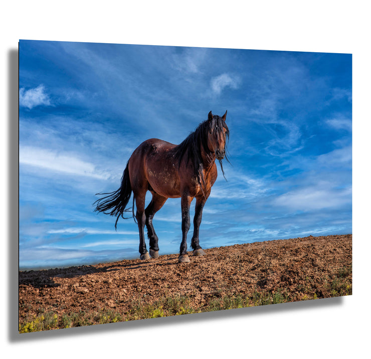 Wild Mustang Photography 'Azure Guardian' - Bay Horse Wall Art - Western Desert Landscape Decor