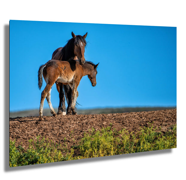 Wild Horse Photography 'Eternal Bond' - Mare and Foal Wall Art - Western Wilderness Decor